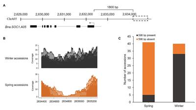 A 598-bp InDel Variation in the Promoter Region of Bna.SOC1.A05 Is Predominantly Present in Winter Type Rapeseeds